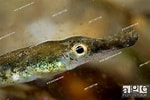 Image result for "syngnathus Abaster". Size: 150 x 100. Source: www.agefotostock.com
