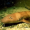 Image result for Shark Brown. Size: 99 x 100. Source: www.visitsealife.com
