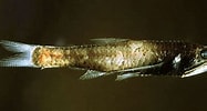 Image result for Lampanyctus pusillus Anatomie. Size: 187 x 100. Source: adriaticnature.com