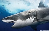 Image result for Moving Wallpapers, Sharks. Size: 157 x 100. Source: wallpapersafari.com