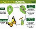 Risultato immagine per Butterfly Life Cycle. Dimensioni: 125 x 100. Fonte: www.butterflyidentification.com