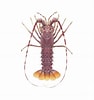 Image result for Palinurus mauritanicus Geslacht. Size: 94 x 100. Source: timklingender.com
