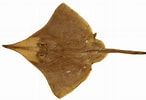 Image result for Dipturus nidarosiensis Familie. Size: 146 x 100. Source: shark-references.com