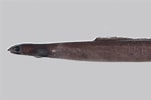 Image result for "derichthys Serpentinus". Size: 151 x 100. Source: fishesofaustralia.net.au