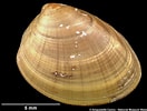 Image result for "nucula Hanleyi". Size: 132 x 100. Source: naturalhistory.museumwales.ac.uk
