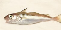 Afbeeldingsresultaten voor Melanogrammus aeglefinus. Grootte: 203 x 100. Bron: www.descna.com