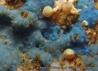 Image result for "hymedesmia Minuta". Size: 138 x 100. Source: www.european-marine-life.org