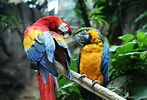 Macaw Parrot に対する画像結果.サイズ: 147 x 100。ソース: wallup.net