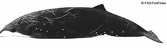 Image result for "mesoplodon Peruvianus". Size: 343 x 97. Source: marinebio.org