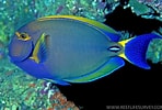Image result for "ormosella Acanthurus". Size: 148 x 100. Source: reefapp.net