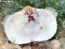Image result for Aethra edentata Familie. Size: 132 x 100. Source: www.underwaterkwaj.com