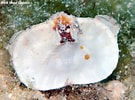 Image result for "aethra Edentata". Size: 135 x 100. Source: www.underwaterkwaj.com