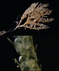 Afbeeldingsresultaten voor "neoglyphea Inopinata". Grootte: 84 x 100. Bron: www.researchgate.net