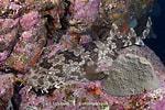 Image result for "orectolobus Japonicus". Size: 150 x 100. Source: www.sharksandrays.com