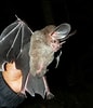 Image result for "botryostrobus Auritus/australis". Size: 86 x 100. Source: www.researchgate.net