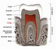تصویر کا نتیجہ برائے Cell Lines in Dental pulp. سائز: 113 x 100۔ ماخذ: www.studiodentaire.com