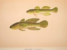 Afbeeldingsresultaten voor Zosterisessor ophiocephalus Anatomie. Grootte: 133 x 100. Bron: fishbiosystem.ru