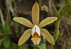 Image result for "vannuccia Forbesii". Size: 144 x 100. Source: www.pinterest.com