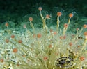 Image result for Tubulariidae. Size: 125 x 100. Source: www.chaloklum-diving.com