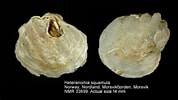 Image result for "heteranomia Squamula". Size: 178 x 100. Source: www.marinespecies.org