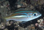 Image result for "scopelocheirus Hopei". Size: 145 x 100. Source: fishesofaustralia.net.au