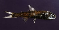 Afbeeldingsresultaten voor Ceratoscopelus maderensis Geslacht. Grootte: 195 x 100. Bron: adriaticnature.com