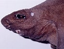 Afbeeldingsresultaten voor Prickly Dogfish. Grootte: 132 x 100. Bron: australian.museum
