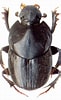 Image result for "oligopus Ater". Size: 61 x 100. Source: www.zin.ru