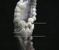 Image result for Sepietta Anatomie. Size: 117 x 100. Source: www.researchgate.net