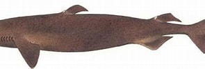 Image result for "centroscymnus Coelolepis". Size: 295 x 85. Source: www.biodiversityexplorer.info