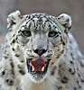 Résultat d’image pour Snow Leopard Photography. Taille: 93 x 100. Source: www.aboutanimals.com