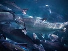 Image result for ocean Salmon. Size: 135 x 100. Source: www.foodticker.co.nz