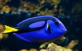 Afbeeldingsresultaten voor Blue Tang. Grootte: 160 x 100. Bron: www.fishlaboratory.com