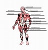 Bilderesultat for Muskel og skjelett. Størrelse: 95 x 100. Kilde: anatomi-anniebananii.blogspot.com