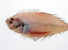 "arnoglossus Laterna" に対する画像結果.サイズ: 136 x 100。ソース: www.pinterest.com