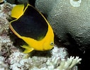 Image result for "holacanthus Tricolor". Size: 127 x 100. Source: amazonios.gr