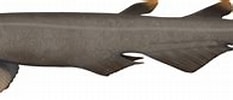 Image result for "apristurus Sinensis". Size: 233 x 62. Source: marinewise.com.au