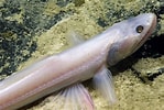 Image result for "echinomacrurus Mollis". Size: 149 x 100. Source: fishesofaustralia.net.au