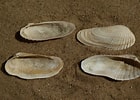 Afbeeldingsresultaten voor "petricola Pholadiformis". Grootte: 140 x 100. Bron: www.beachexplorer.org