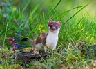 Image result for Stoat animal. Size: 139 x 100. Source: www.swissinfo.ch