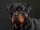 Image result for Rottweiler. Size: 136 x 100. Source: a-z-animals.com