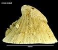 Image result for "puncturella Noachina". Size: 114 x 100. Source: www.marinespecies.org