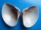 Image result for "mactra Stultorum". Size: 136 x 100. Source: www.forumcoquillages.com
