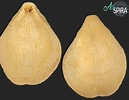 Image result for "terebratulina Retusa". Size: 129 x 100. Source: allspira.com