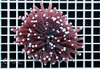 Image result for Heliofungia. Size: 143 x 100. Source: www.coral.zone