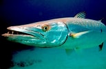 Afbeeldingsresultaten voor Fish that Look Like Barracuda. Grootte: 154 x 100. Bron: www.dresseldivers.com