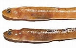 Afbeeldingsresultaten voor "gymnelus Retrodorsalis". Grootte: 156 x 100. Bron: www.descna.com
