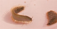 Image result for 15 Scaled Worm. Size: 198 x 100. Source: www.inaturalist.org