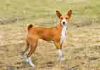 Biletresultat for Basenji. Storleik: 142 x 100. Kjelde: www.hundeo.com