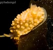 Image result for "Onchidoris Pusilla". Size: 105 x 100. Source: www.flickr.com